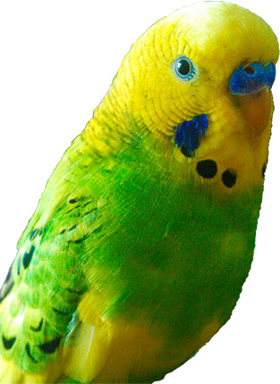 Hello world!